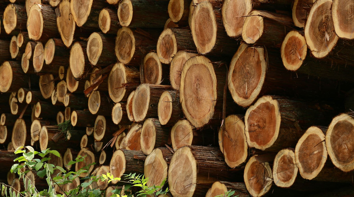 Why Spanish cedar is the best wood for humidors